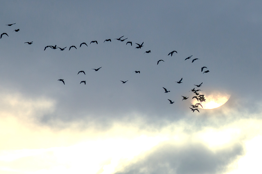 Geheimnisvoller Vogelzug