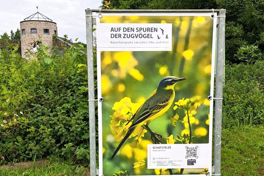 Auf den Spuren der Zugvögel
