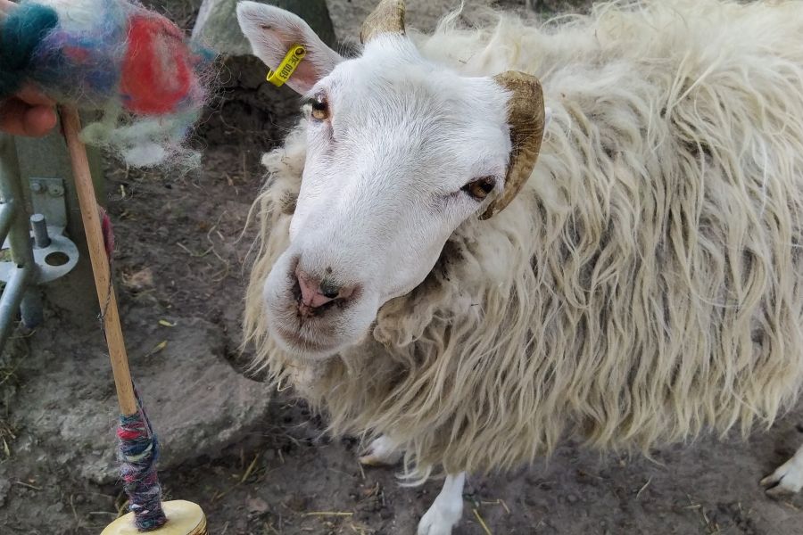 Vom Schaf zur Wolle