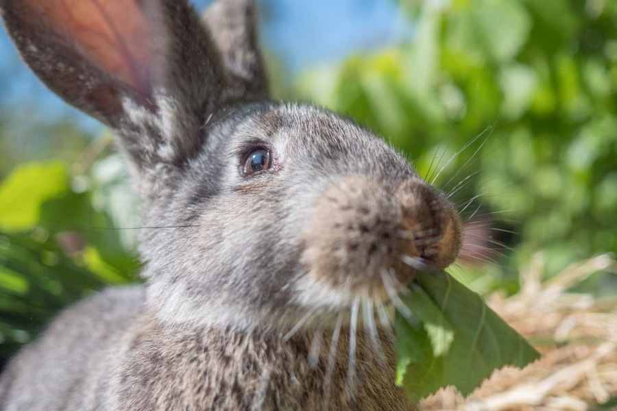 Tierischer Osterspaziergang
